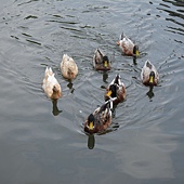 雲科餵鴨 036 雲科餵鴨 036