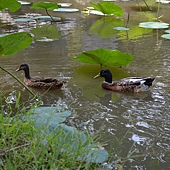 雲科餵鴨 042 雲科餵鴨 042