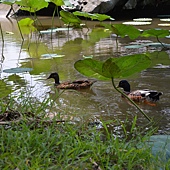 雲科餵鴨 044 雲科餵鴨 044