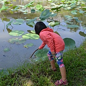 雲科餵鴨 051 雲科餵鴨 051