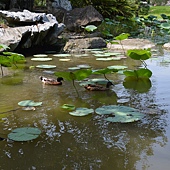 雲科餵鴨 055 雲科餵鴨 055