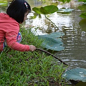雲科餵鴨 059 雲科餵鴨 059