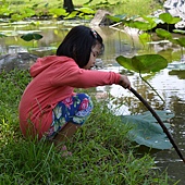 雲科餵鴨 063 雲科餵鴨 063