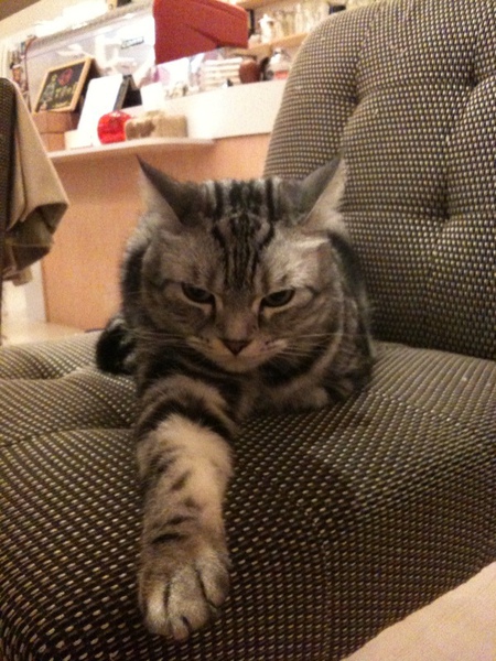 咖啡實驗室的貓，你終於出現了