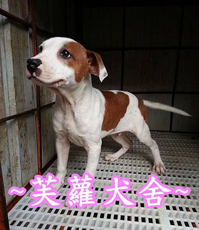 頭大 骨粗 純正美系比特