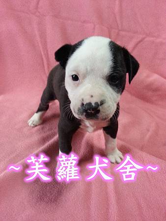 頭大 骨粗 純正美系比特 頭大 骨粗 純正美系比特