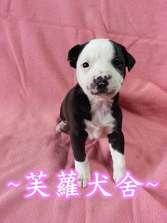 頭大 骨粗 純正美系比特 頭大 骨粗 純正美系比特