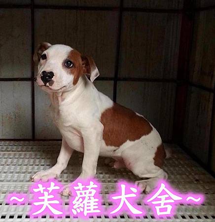 頭大 骨粗 純正美系比特