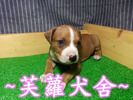 頭大 骨粗 純正美系比特