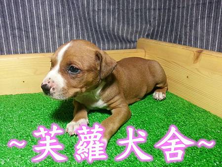 頭大 骨粗 純正美系比特