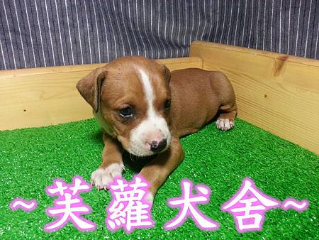 頭大 骨粗 純正美系比特