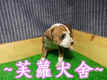 頭大 骨粗 純正美系比特 頭大 骨粗 純正美系比特