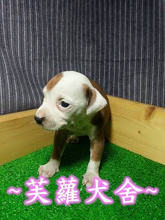 頭大 骨粗 純正美系比特 頭大 骨粗 純正美系比特