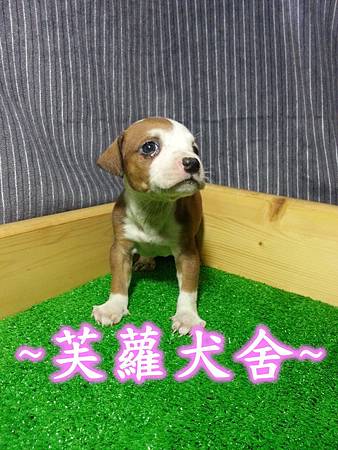 頭大 骨粗 純正美系比特 頭大 骨粗 純正美系比特