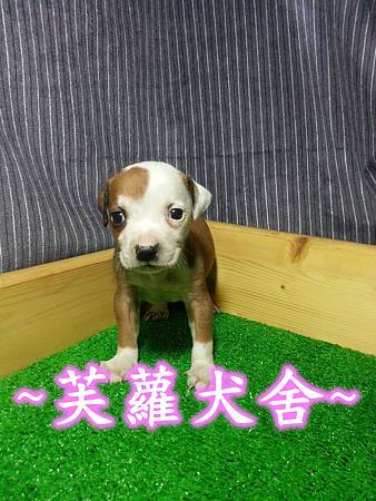 頭大 骨粗 純正美系比特 頭大 骨粗 純正美系比特