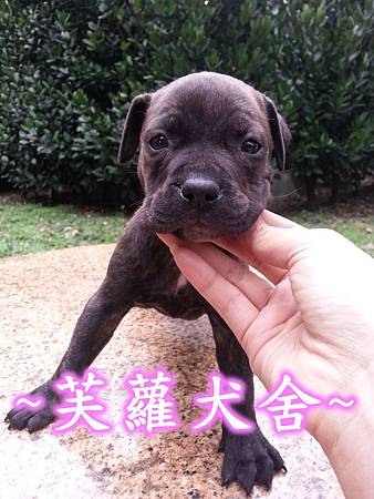 純正 頭大 骨粗 純種 比特 幼犬 純正 頭大 骨粗 純種 比特 幼犬