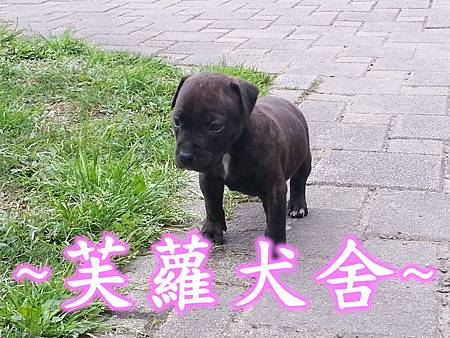  純正 頭大 骨粗 純種 比特 幼犬