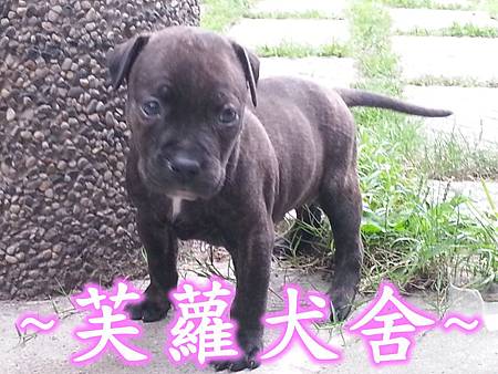  純正 頭大 骨粗 純種 比特 幼犬