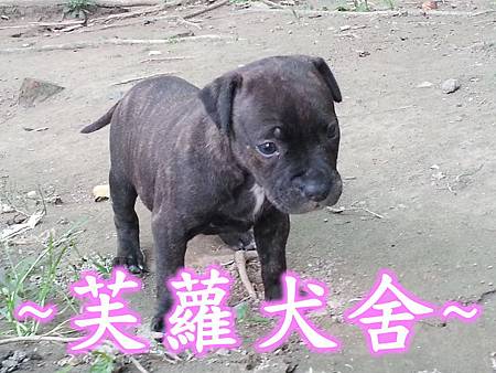 純正 頭大 骨粗 純種 比特 幼犬 純正 頭大 骨粗 純種 比特 幼犬