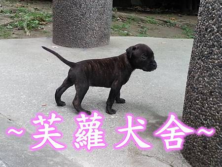 純正 頭大 骨粗 純種 比特 幼犬 純正 頭大 骨粗 純種 比特 幼犬