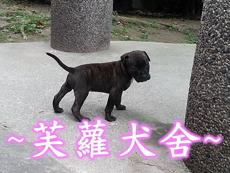 純正 頭大 骨粗 純種 比特 幼犬 純正 頭大 骨粗 純種 比特 幼犬