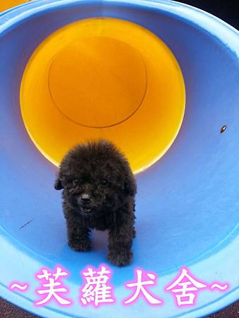 ☆★ 頂級限量 ☆★ 稀有 茶杯型 灰貴賓