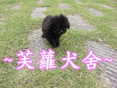 ☆★ 頂級限量 ☆★ 稀有 茶杯型 灰貴賓