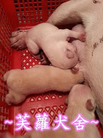 兒童節 寶寶 歡迎預訂中 肉肉嘴 國字臉 Q版 奶油 法國鬥牛犬 寶寶 兒童節 寶寶 歡迎預訂中 肉肉嘴 國字臉 Q版 奶油 法國鬥牛犬 寶寶