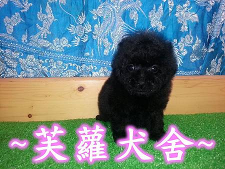 ☆★ 茶杯型 ☆★ 爆毛 短吻 螺絲捲 泰迪 黑貴賓 寶寶
