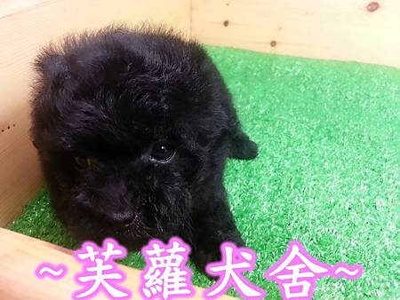 ☆★ 茶杯型 ☆★ 爆毛 短吻 螺絲捲 泰迪 黑貴賓 寶寶