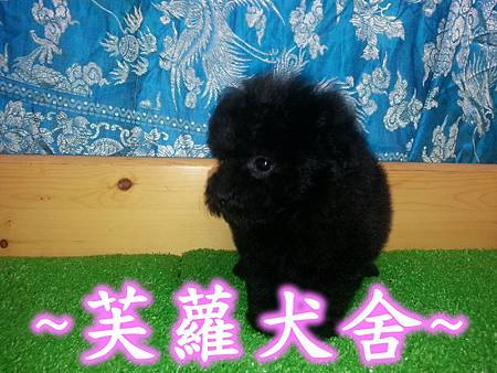 ☆★ 茶杯型 ☆★ 爆毛 短吻 螺絲捲 泰迪 黑貴賓 寶寶