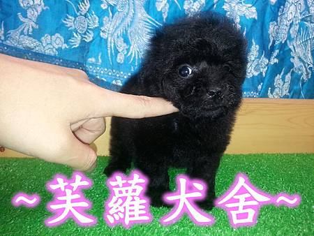 ☆★ 茶杯型 ☆★ 爆毛 短吻 螺絲捲 泰迪 黑貴賓 寶寶