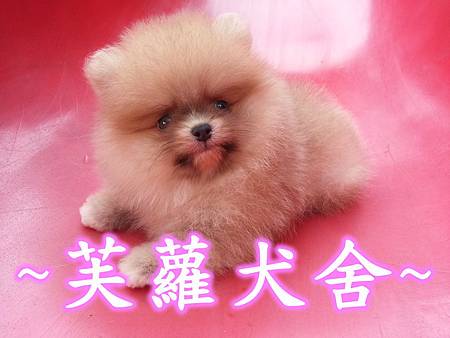 ♥♥ 純正 ♥♥ 短吻 肉嘴 鬍腳 爆毛 迷你 美系 松鼠 博美 寶寶 ♥♥ 純正 ♥♥ 短吻 肉嘴 鬍腳 爆毛 迷你 美系 松鼠 博美 寶寶