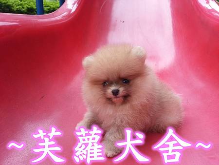 ♥♥ 純正 ♥♥ 短吻 肉嘴 鬍腳 爆毛 迷你 美系 松鼠 博美 寶寶 ♥♥ 純正 ♥♥ 短吻 肉嘴 鬍腳 爆毛 迷你 美系 松鼠 博美 寶寶