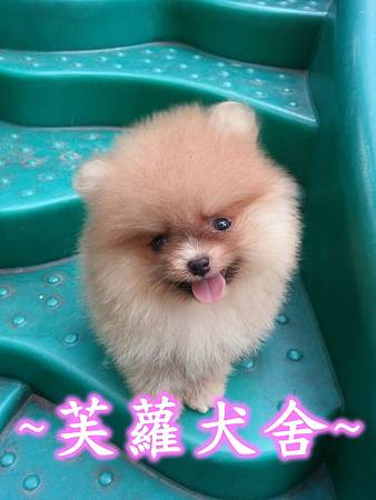 ♥♥ 純正 ♥♥ 短吻 肉嘴 鬍腳 爆毛 迷你 美系 松鼠 博美 寶寶 ♥♥ 純正 ♥♥ 短吻 肉嘴 鬍腳 爆毛 迷你 美系 松鼠 博美 寶寶