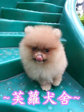 ♥♥ 純正 ♥♥ 短吻 肉嘴 鬍腳 爆毛 迷你 美系 松鼠 博美 寶寶 ♥♥ 純正 ♥♥ 短吻 肉嘴 鬍腳 爆毛 迷你 美系 松鼠 博美 寶寶