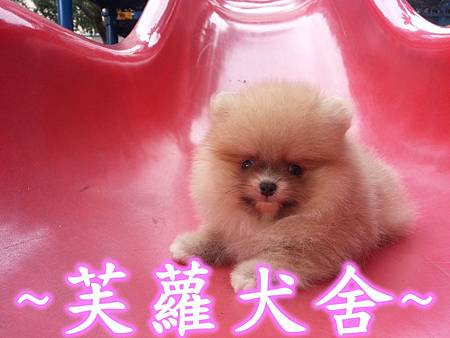 ♥♥ 純正 ♥♥ 短吻 肉嘴 鬍腳 爆毛 迷你 美系 松鼠 博美 寶寶 ♥♥ 純正 ♥♥ 短吻 肉嘴 鬍腳 爆毛 迷你 美系 松鼠 博美 寶寶