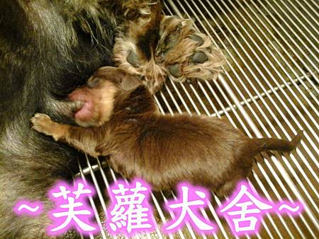 ♥♥ 歡迎預訂 ♥♥ 粗短腿 爆毛 巧克力 長毛 臘腸 寶寶