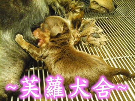 ♥♥ 歡迎預訂 ♥♥ 粗短腿 爆毛 巧克力 長毛 臘腸 寶寶