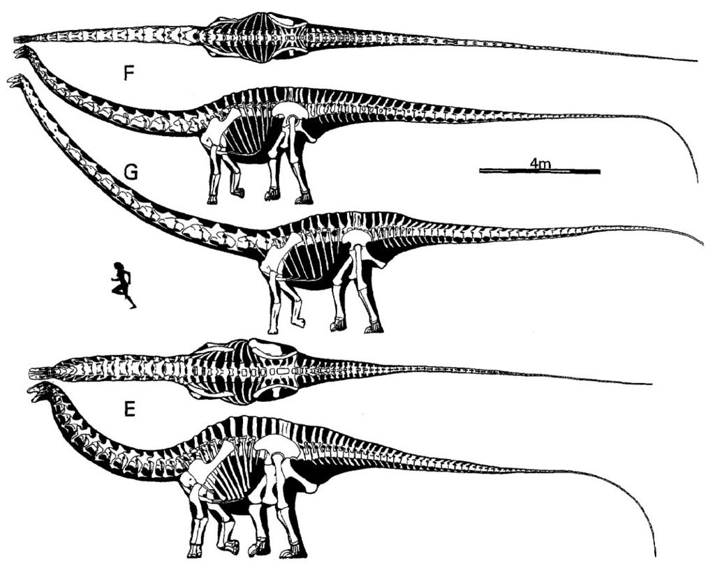 paul1998-fig1b-diplodocids