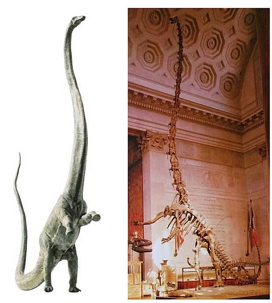 Barosaurus_mount2