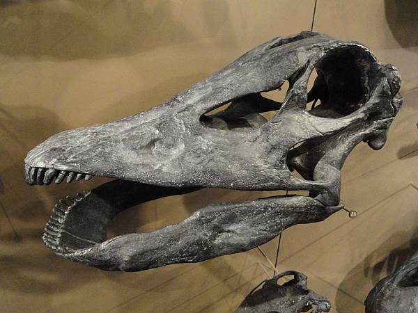 Barosaurus_lentus_skull_cast