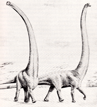 Barosaurus_illustration_4