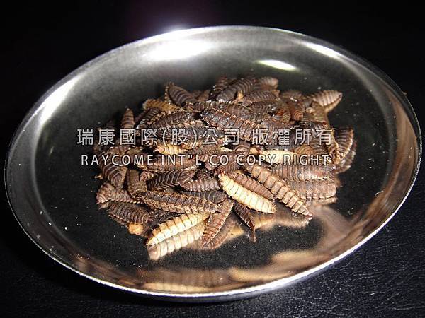 冷凍蟲(官網+水印小 冷凍蟲(官網+水印小