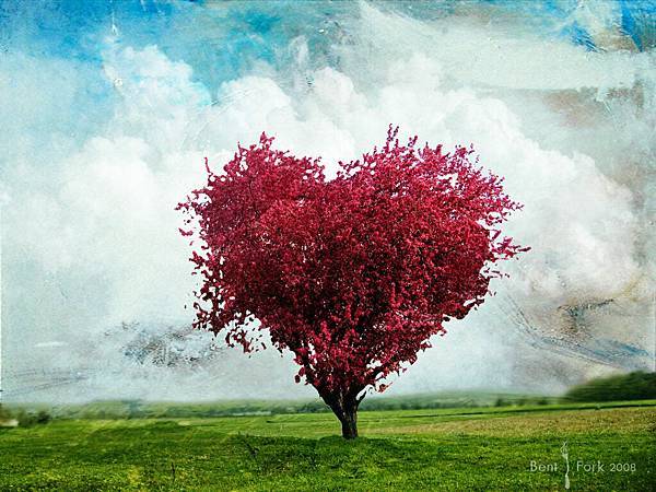 Love_tree_Wallpaper_ofdgi Love_tree_Wallpaper_ofdgi