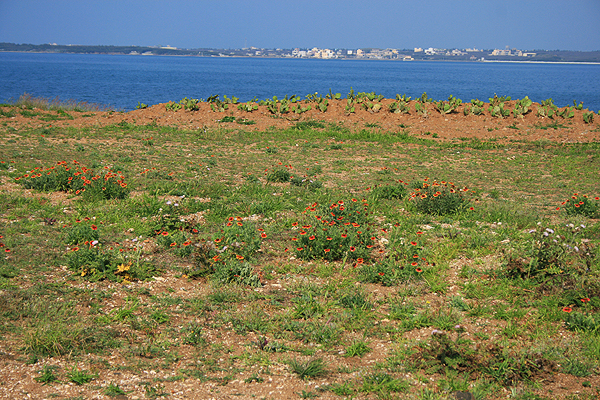 菊島 (99).jpg