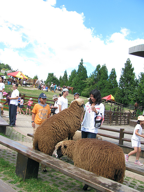 清境農場 (36).jpg