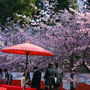 醍醐寺三寶院