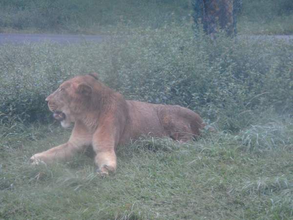 猛獸區 --- 非洲獅子(母).JPG 猛獸區 --- 非洲獅子(母).JPG