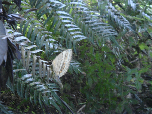 松羅湖登山步道(1).jpg 松羅湖登山步道(1).jpg